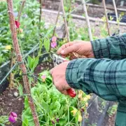 Gardening Hack: Crush Up Aspirin to Boost Your Plants' Health