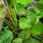 Gardening Hack: Why You Should Pour Coffee Straight Into Your Plants