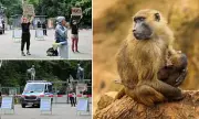 German Zoo Sparks Outrage After Euthanising 12 Baboons Due to Failed Contraception