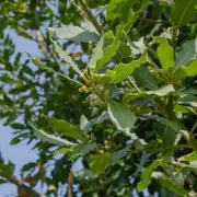 Giant Evergreen Bay Bush for Sale: A Gardener's Dream at Just £12.99!