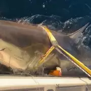 Giant Great White Shark 'Deep Blue' Spotted Near Hawaii – Is She the Biggest Ever Recorded?
