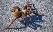 Giant Tarantulas Set to Swarm Across California, Colorado, and Texas – What You Need to Know
