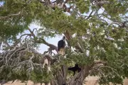 Goats in Morocco Are Climbing Trees – Here’s Why Scientists Are Fascinated