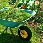 Grass Clippings: The Surprising Garden Hack You Should Never Waste