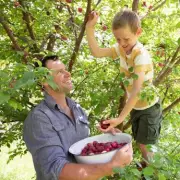 Grow Two Delicious Plum Varieties on One Tree – A Gardener's Dream Come True!