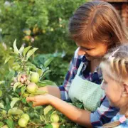 Grow Your Own Orchard: 5 Fruit Trees for Just £24.99 – Limited Time Offer!