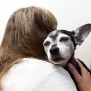 Heartbroken Family Adopts Identical Dog After Losing Beloved Pet – A Touching Tale of Healing