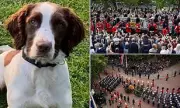 Hero Police Dog Bert Who Stood Guard at Queen's Funeral Dies After Brave Service