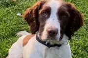 Hero Police Dog PD Bert Saves the Day After Dramatic BMW Chase in Hartlepool