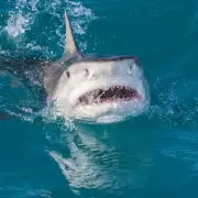 Horrific Shark Attack: 7-Year-Old Boy Loses Arm in Bahamas Holiday Tragedy