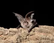 How Tiny Bats Struggle to Survive the Night – And How We Can Help