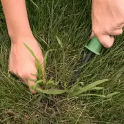 How to Eliminate Crabgrass from Your Lawn: Fast & Effective Tips