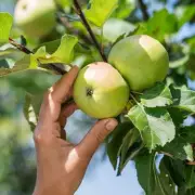 How to Get More Apples from Your Tree: Expert Tips for a Bountiful Harvest