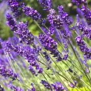 How to Grow Lavender and Rosemary: Expert Tips for a Fragrant Garden