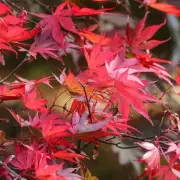How to Grow Stunning Japanese Maples: A Complete Guide for UK Gardeners