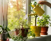 How to Keep Your Houseplants Thriving While You're on Holiday
