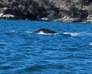 Humpback Whale Delights Sydney Ferry Passengers Before Graceful Departure