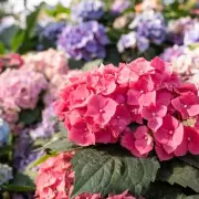 Hydrangea Care Alert: The One Watering Mistake You Must Avoid