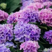 Hydrangea Care Guide: Expert Tips for Stunning Blooms in Your Garden