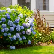 Hydrangea Care: The Essential Autumn Task Every Gardener Must Do