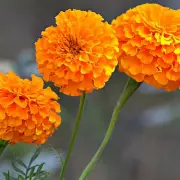 July Marigold Magic: Expert Tips for Vibrant Blooms All Summer Long