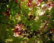 Komorebi: The Enchanting Dance of Light and Leaves in the British Woodlands