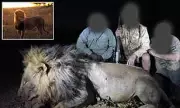 Legendary Lion Blondie, Studied by Oxford Experts, Tragically Shot Dead