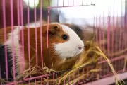 Luxury Mansion for Guinea Pigs Opens in Los Angeles Thanks to Generous Donation