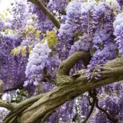 Master the Art of Pruning Wisteria: The One Rule Every Gardener Must Know