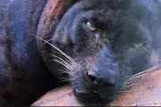 Meet Apoh: Malaysia's 'Chonky' Black Panther Stealing Hearts on TikTok