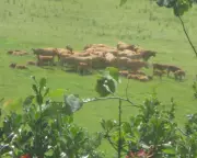 Misty Midsummer Mornings Bring Lush Greenery Back to the Fields