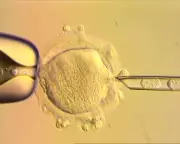 Mitochondrial Donation IVF: A Cautious Leap Forward in Genetic Medicine