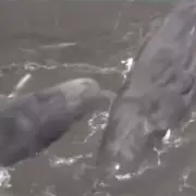 Mystery as 160 Whales Wash Ashore in Japan: Experts Baffled by Mass Stranding