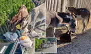 New Forest Donkeys Cause Chaos: Locals Fume Over Raiding Wheelie Bins for Leftover Food