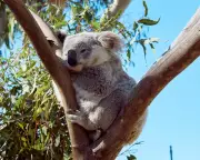 NSW Land Clearing Crisis: Government Faces Backlash Over Environmental Failures