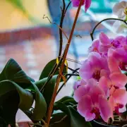 Orchid Care Secrets: The Easy Watering Trick to Make Your Orchids Bloom Again
