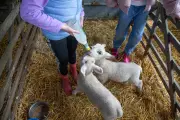 Petting Farm Outbreak: Lambs Linked to Cryptosporidiosis Cases in Children