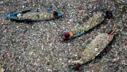 Plastics Industry's Covert Takeover: How Big Oil Sabotaged Global Treaty Talks