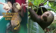 Rare Moment: Zoologist Captures Elusive Sloth Fart on Camera for the First Time!