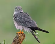 Rare Montagu's Harrier Chicks Take Flight in UK for First Time Since 2019