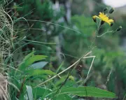 Rare Snowdonia Hawkweed: The 'Welsh Dodo' Hidden in Secret Location