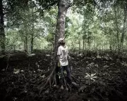 Rising Seas Threaten Solomon Islands' Mangroves: A Climate Crisis Unfolds