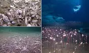 Scientists Discover Bizarre Creatures Thriving 6 Miles Underwater in Record-Breaking Deep-Sea Expedition