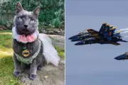 Seattle Couple Sues Over Cat's Death During Blue Angels Air Show