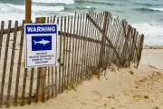 Shark Attack in Majorca: Tourist Bitten While Swimming in Popular Beach