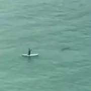 Shark Spotted Near UK Shore: Beachgoers Stunned by Rare Sighting