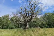 Sherwood Forest's Ancient Major Oak Faces Threat from Drought – Can It Survive?