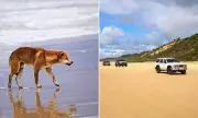 Shocking Act of Cruelty: Dingo Found Decapitated on Australia's K'gari (Fraser Island)