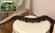 Shocking Discovery: New Hampshire Woman Finds Python Lurking in Her Toilet!