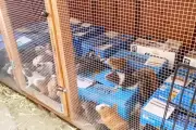 Shocking Discovery: Over 200 Guinea Pigs Found in Hoarder's Los Angeles Home